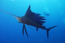 images_045